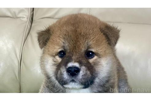 福袋 バースデイ 茨城県の柴犬｜女の子・2025/01/29生まれ・赤色（子犬ID：374167 ドッグフード