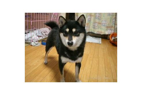 杉谷知佳ブリーダーの詳細の1枚目