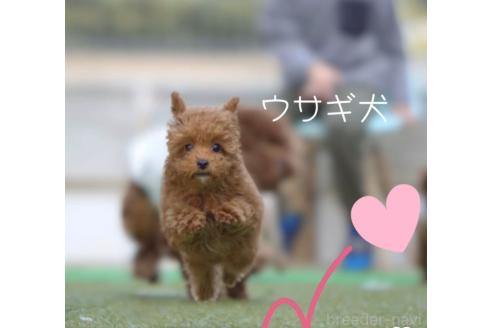 川原美穂ブリーダーの詳細