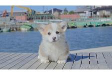 ♀︎ウェルシュコーギーペンブローク