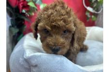 ♀︎タイニープードル