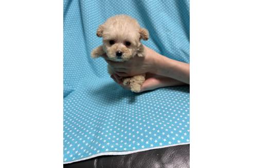販売中の北海道のトイプードル-375321