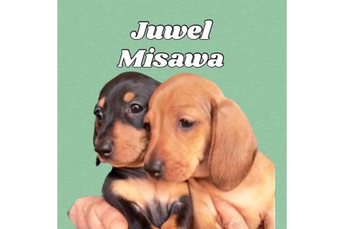 三沢房江ブリーダーの詳細の1枚目