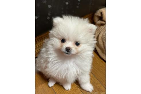 石川沙菜美ブリーダーの詳細の1枚目