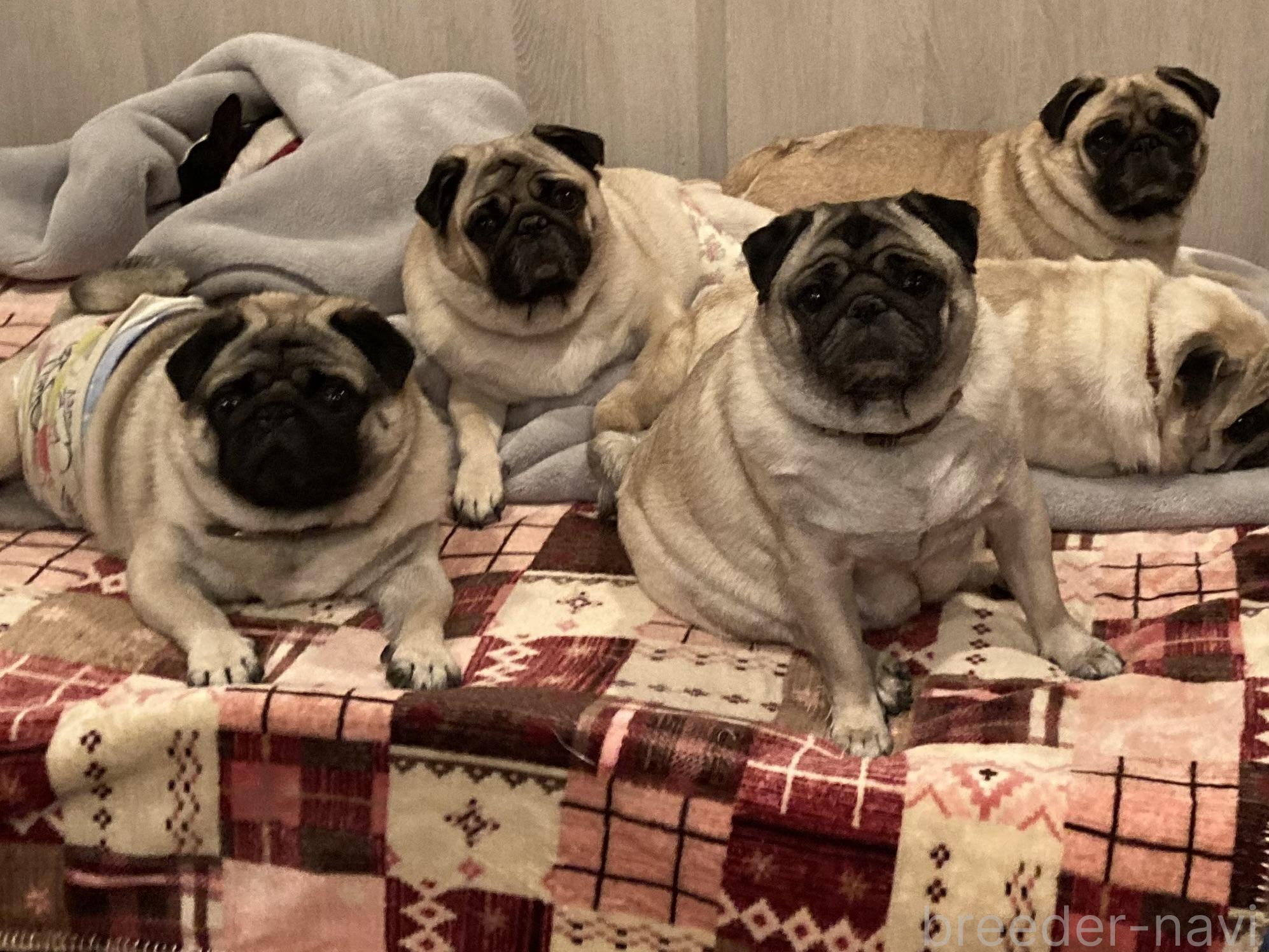 植田ブリーダー