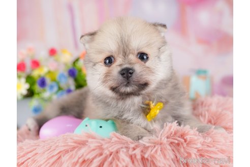 【お買い得！】 犬 ポメラニアン スピッツ 10金ピンクゴールド製 ペンダント ピンクゴールド