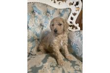 ♀︎スタンダードプードル