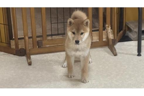 販売中の岡山県の柴犬-374532