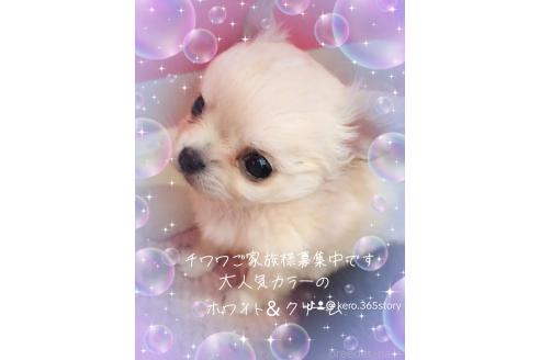 石川景子ブリーダーの詳細の1枚目