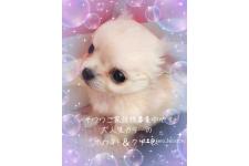 石川景子ブリーダー