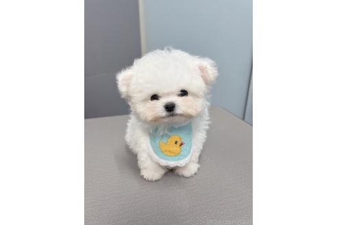 服部綾ブリーダーの詳細の1枚目
