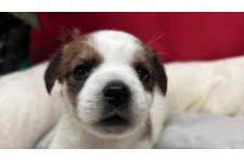 ♀︎ジャックラッセルテリア