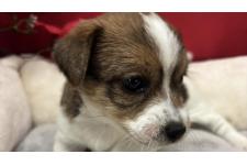 ♀︎ジャックラッセルテリア