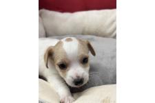 ♀︎ジャックラッセルテリア