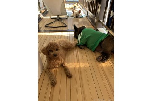 内藤靖仁ブリーダーの詳細