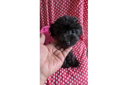 販売中の鹿児島県のミックス犬-358145