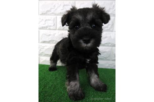 ソルト&ペッパーのミニチュアシュナウザーの子犬を探す ソルト&ペッパーのミニチュアシュナウザーの子犬を探す