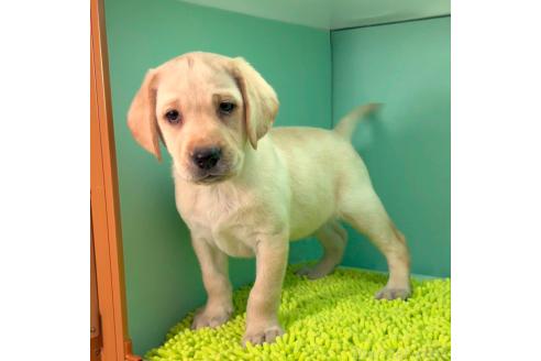 イングリッシュセッターの子犬を探す（4ページ目）｜ブリーダーナビ
