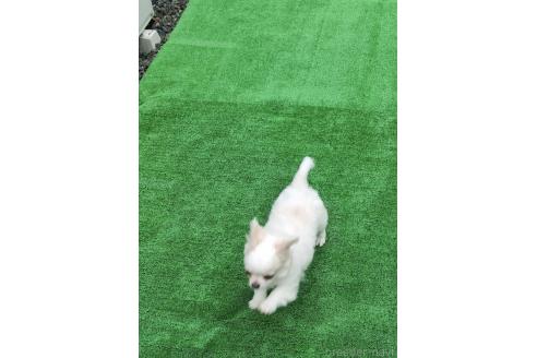 中司良枝ブリーダーの詳細