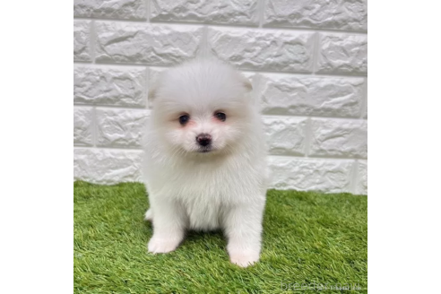 中部でポメラニアンの子犬を探す（10ページ目）｜ブリーダーナビ