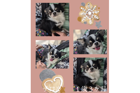 松川好恵ブリーダーの詳細