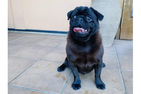 栃木県のパグ｜男の子・2024/05/26生まれ・ブラック(黒)（子犬ID：379187）｜ブリーダーナビ