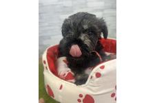 ♀︎ミニチュアシュナウザー