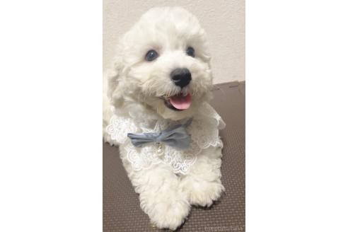 ブッシュ早織ブリーダーの詳細
