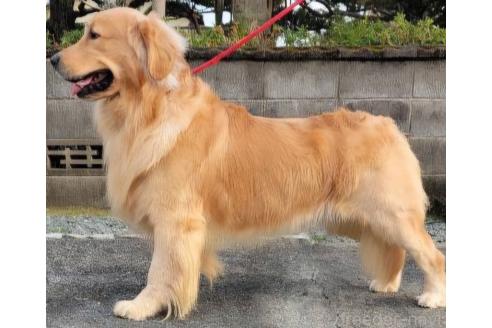宮崎大策ブリーダーの詳細