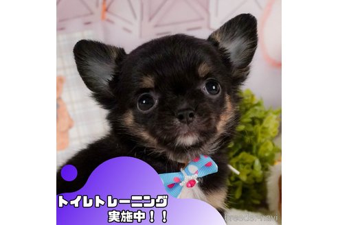 バイヤー厳選用品 静岡県のチワワ(ロングコート)｜男の子・2025/02/13生まれ トップス
