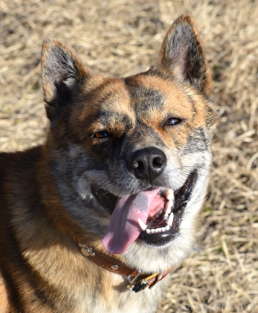 万木ブリーダー