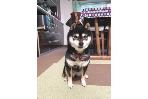 八木加代子ブリーダーの詳細