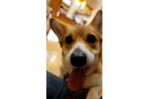 小島里沙ブリーダーの詳細