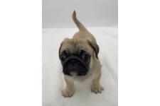 ミックス犬の子犬