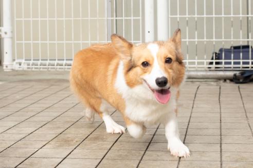 深澤ことみブリーダーの詳細