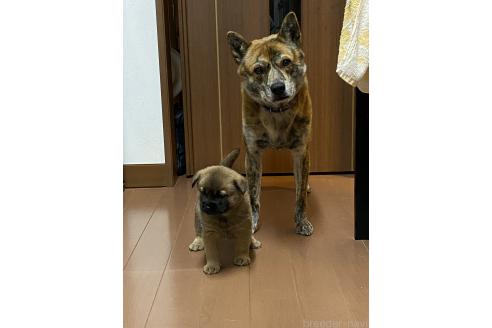 万木蓮花ブリーダーの詳細