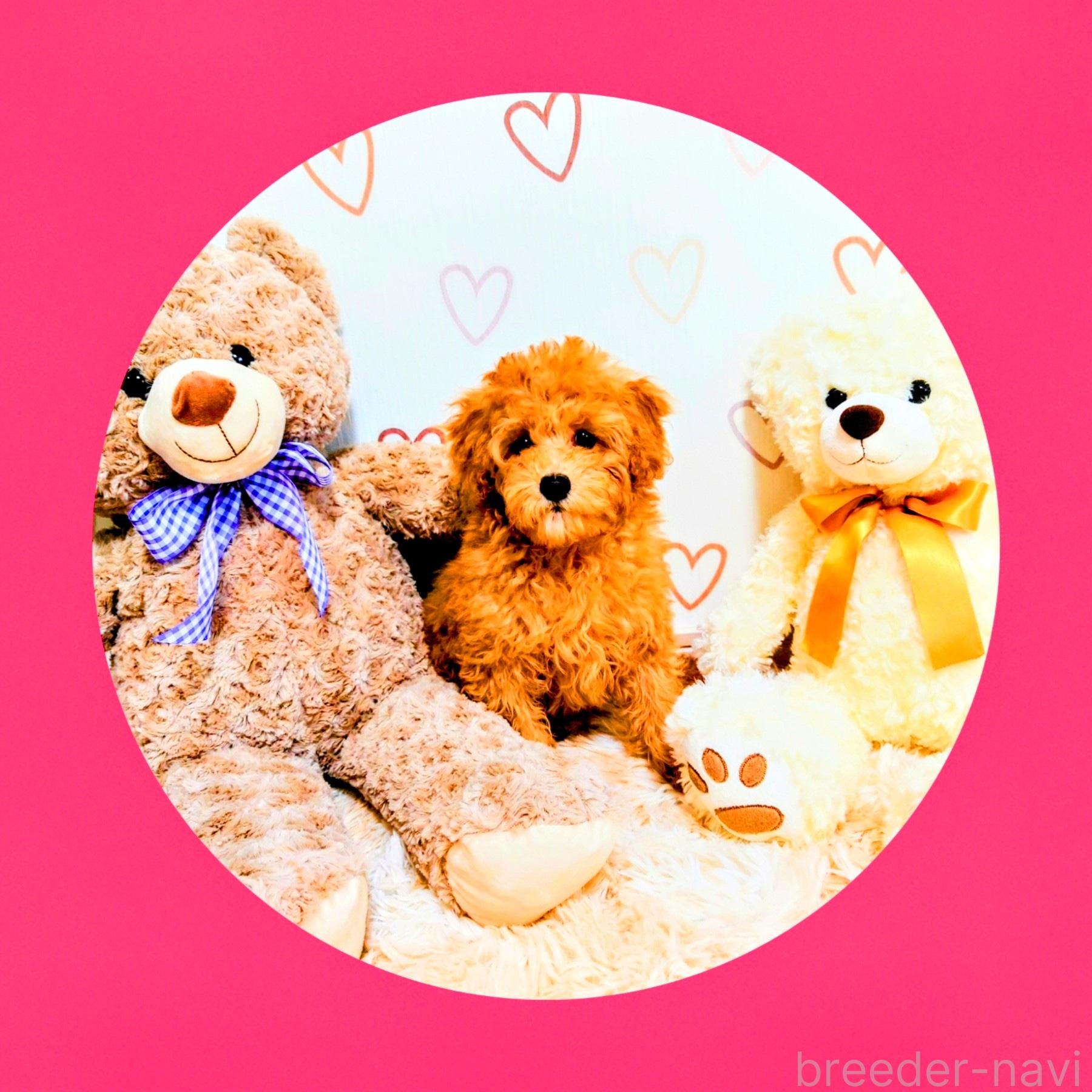 間中美華ブリーダー