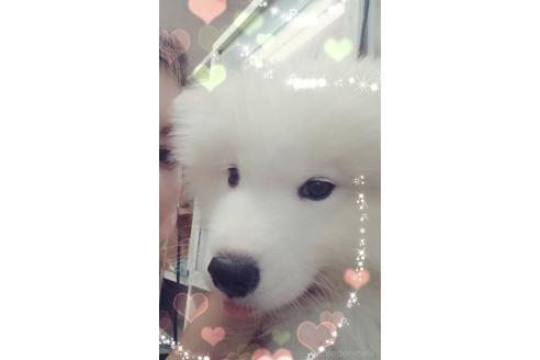 近江香奈ブリーダーの詳細