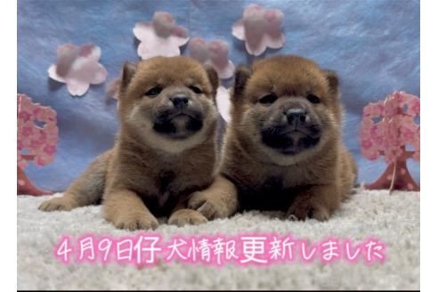 林千晴ブリーダーの詳細の1枚目