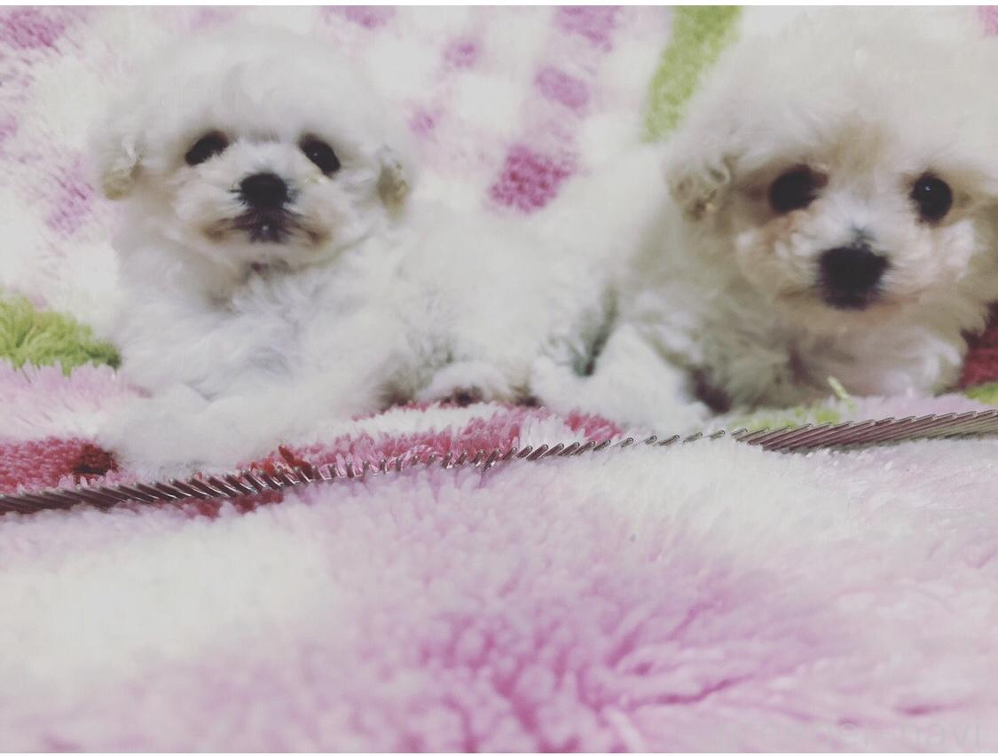 大柳ブリーダー