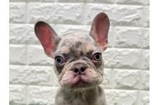 オンライン見学