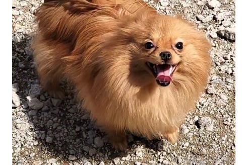 販売中の岐阜県のミックス犬-335475
