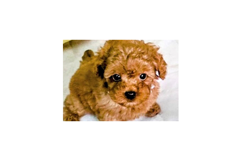 井上唯男ブリーダーの詳細