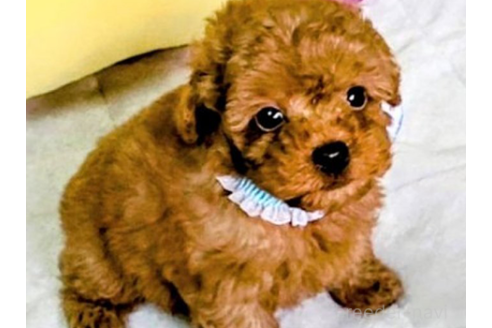 井上唯男ブリーダーの詳細