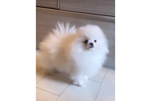 村上由佳ブリーダーの詳細の1枚目