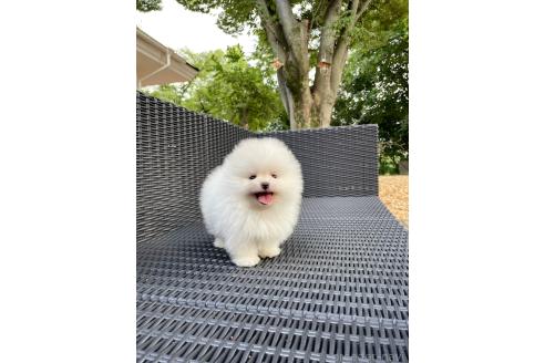 田山ほのかブリーダーの詳細