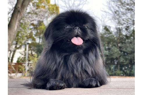 田山ほのかブリーダーの詳細