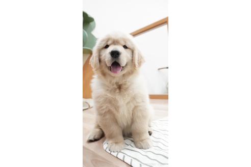 大阪府のゴールデンレトリーバー｜女の子・2025/01/29生まれ・ゴールド  