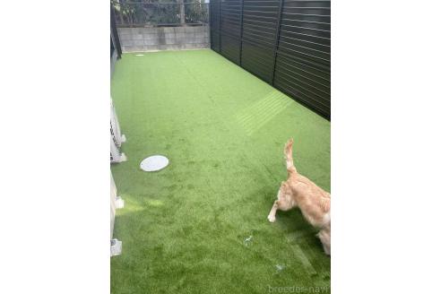 曽楠軒ブリーダーの詳細