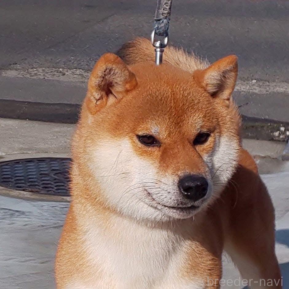 父親犬